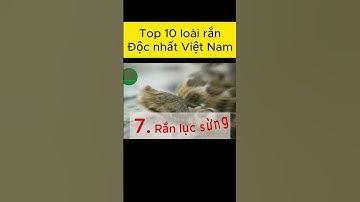 Top 10 loài rắn độc nhất ở Việt Nam #shorts #randoc #rắn