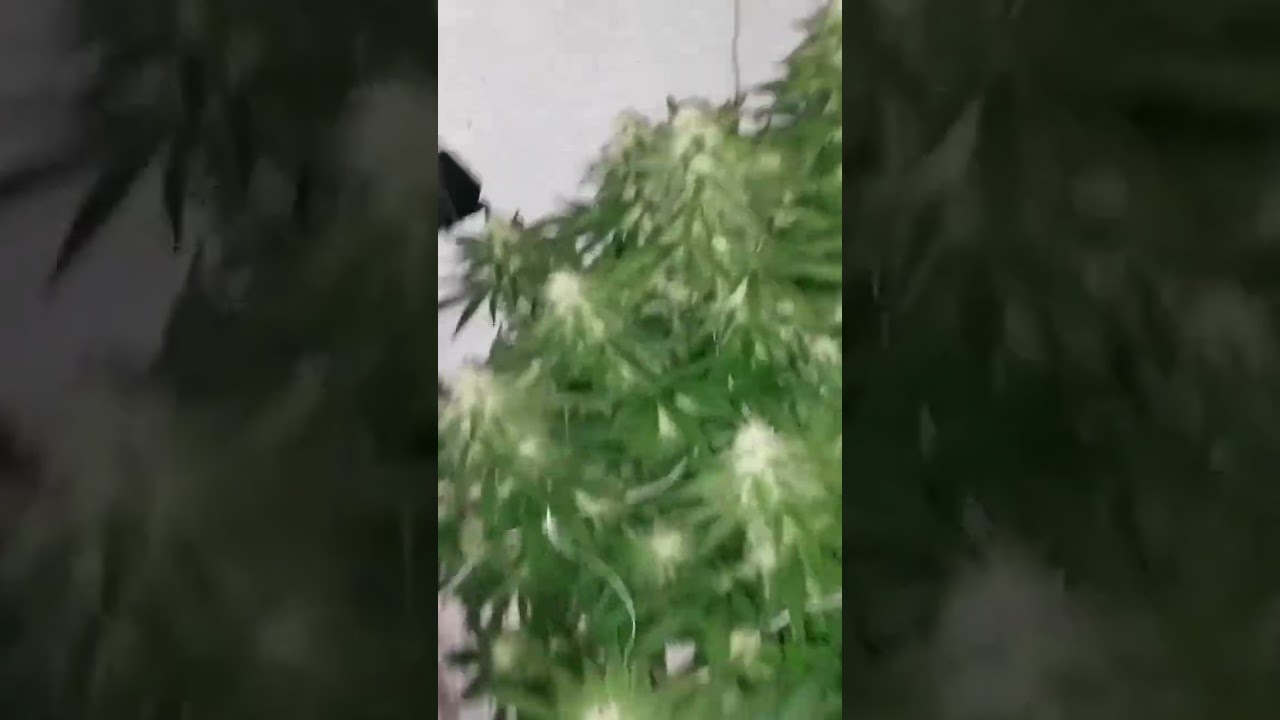 Cinderella 99 feminized seed from growers choice seeds