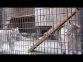 ピリピリ⚡シベリアオオヤマネコ Siberian lynx #110【Cool animal videos】