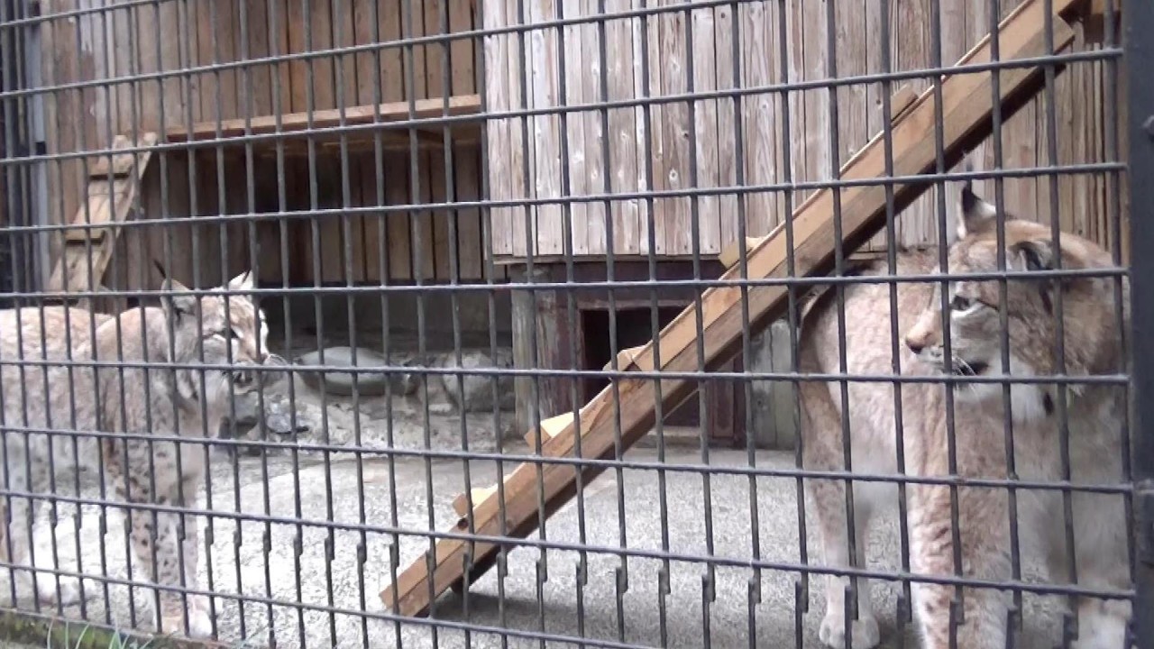 ピリピリ⚡シベリアオオヤマネコ Siberian lynx #110【Cool animal videos】
