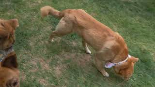 Ultra, Capssong, and Jjangi playing with other dogs at a dog park😊💕