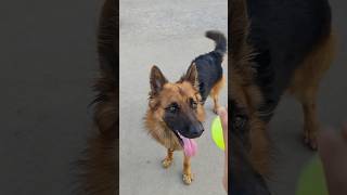 Cricket Champion 🏆💪 Playing cricket 🏏 #cricket #ipl2026