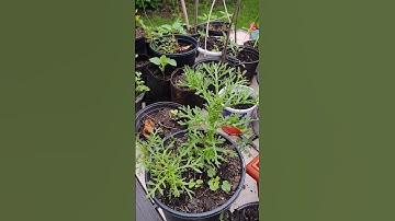 Painted Daisy in the Works #daisy #flowers #garden #gardeningvideos #shortsvideo