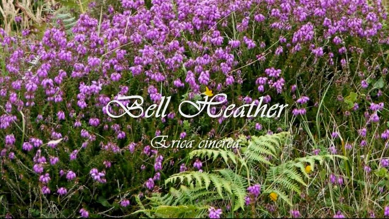 More Common Wild Flowers of Britain and Ireland! YouTube