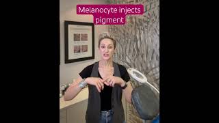 How the Melanocyte protects your skin cells. #skinfundi #melanocyte #pigmentprocess
