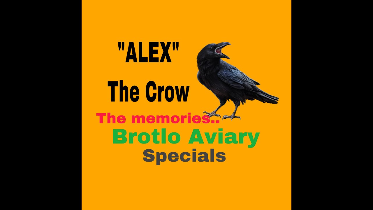Alex The Crow