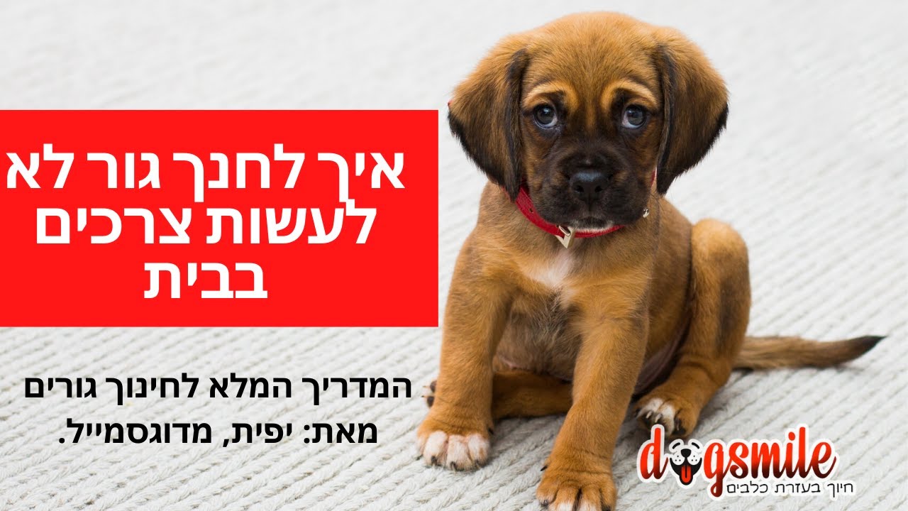 איך ללמד כלב לא לעשות צרכים בבית - הדרכת לייב מיוחדת לבעלי גורים