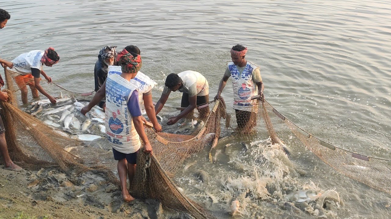 Village Fishing Video Scene | Beautiful Rural Life In Bangladesh 