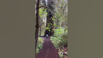 📍 Exploring the world’s tallest trees in majestic Redwoods National and State Parks 🌲🌲
