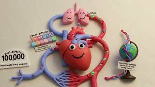 Human System Claymation Explainer Biology Concepts