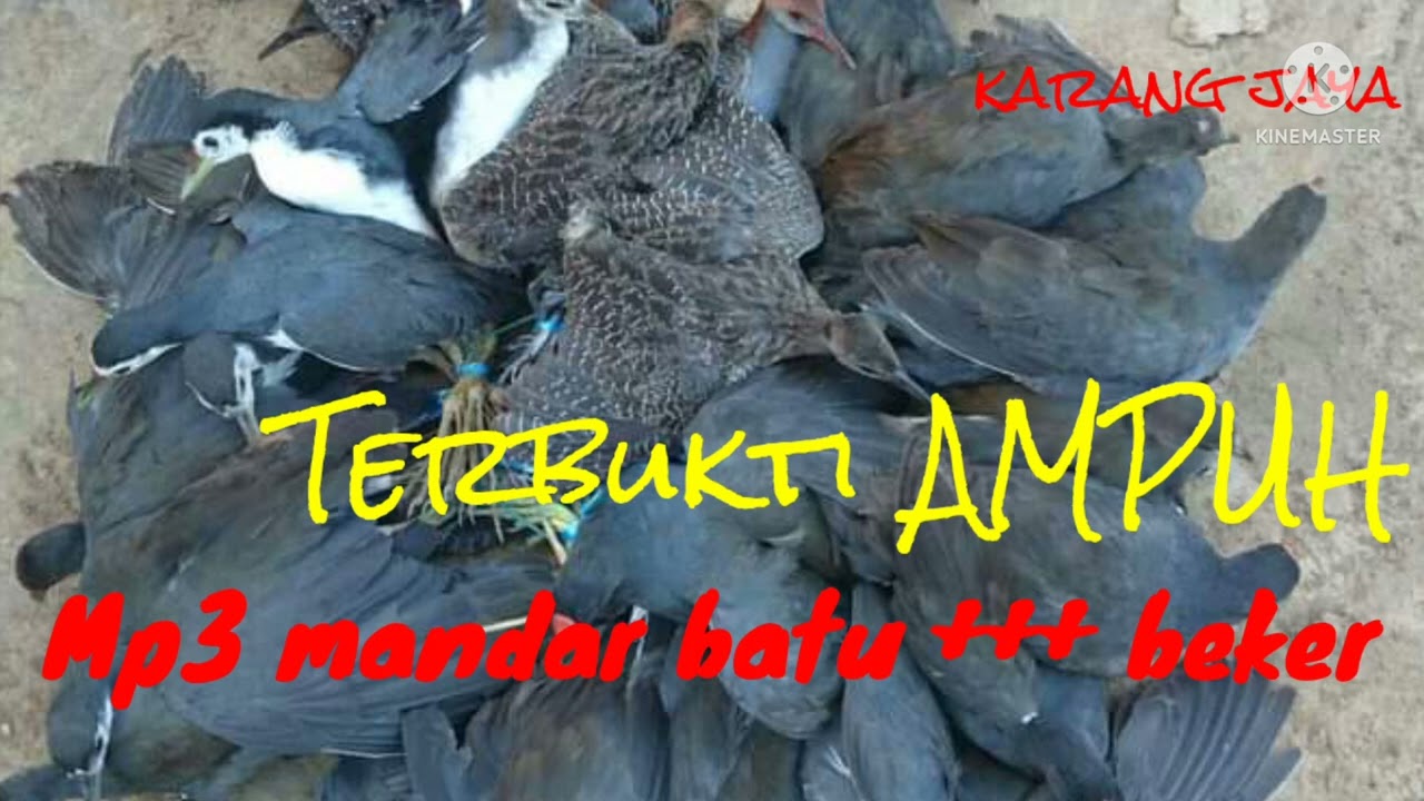 Mp3 mandar batu kombinasi beker jitu anti Zonk