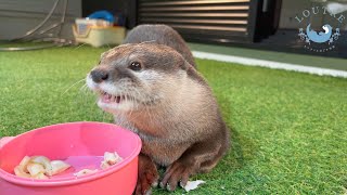 Otter Saw iPhone 13pro and Started Building a Nest to Show Off Her Good Side?!