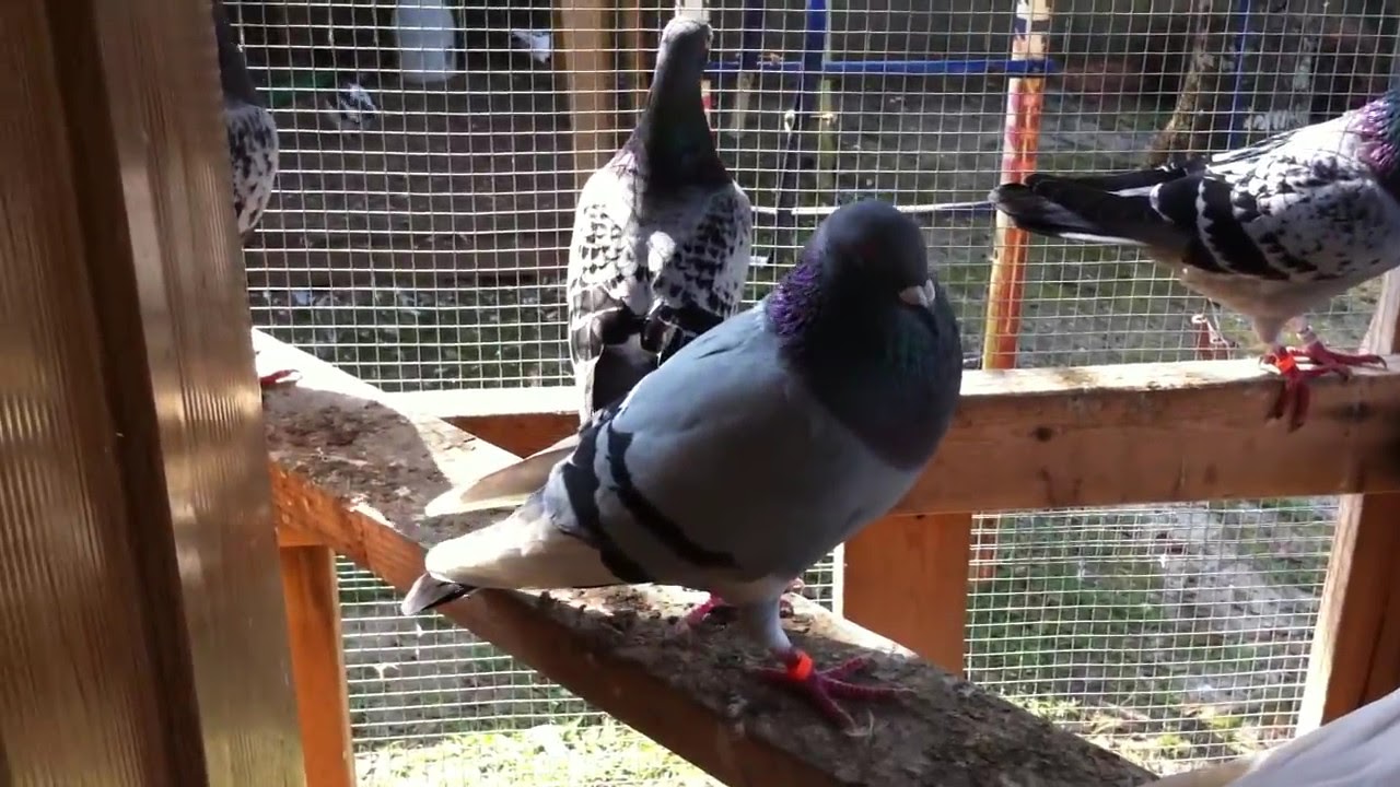 racing pigeons for sale usa YouTube