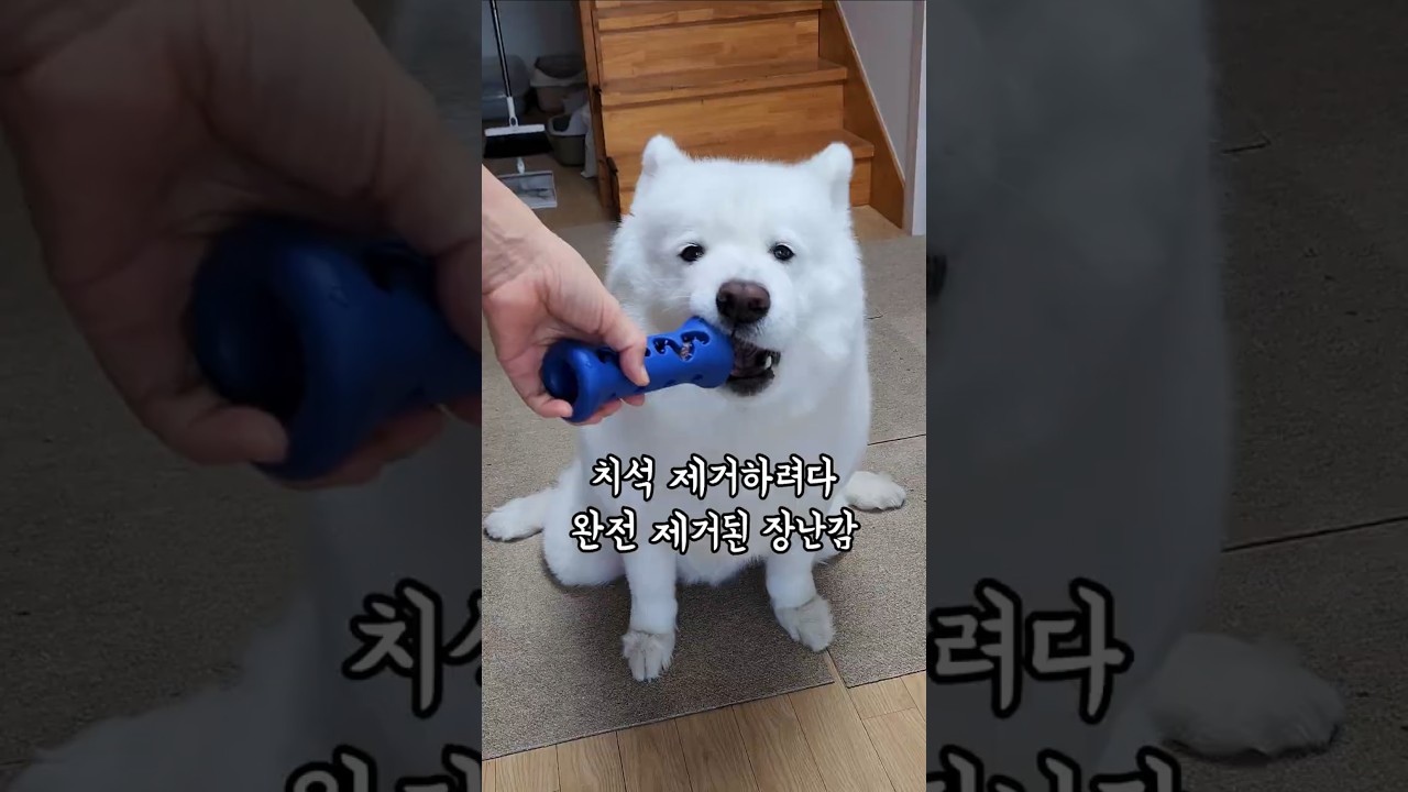 치석 제거하려다 완전 제거된 장난감