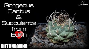 Gorgeous Cactus & Succulent Gift Unboxing