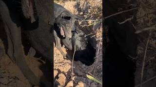 wildlife junglehunter funnyanimals animals primitiveplus funnycreatures