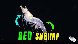 Fascinating View of Red Shrimp Laying Eggs Directly into Water