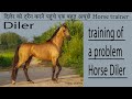 Training of a problem horse diler second part