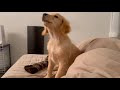 【音量注意!ビスケが吠えました・・】ゴールデンレトリバー子犬、ドッグトレーナーさんを探してます