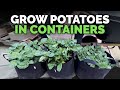 How to grow potatoes in containers hilling up process explained