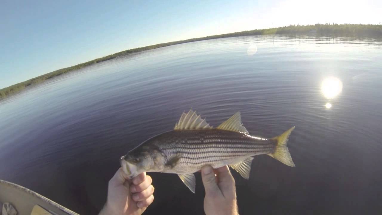 Striper Fishing Fall Nova Scotia YouTube