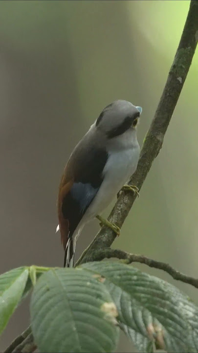silver breasted broadbill