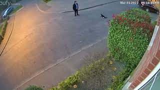 Horror as delivery driver appears to deliberately run over pet cat by Metro Newspaper UK 13,878 views 1 year ago 2 minutes, 41 seconds