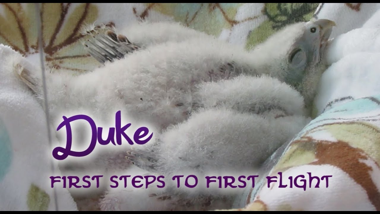 Duke the Lanner Falcon - First Steps to First Flight