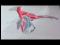 O som do pyroraptor