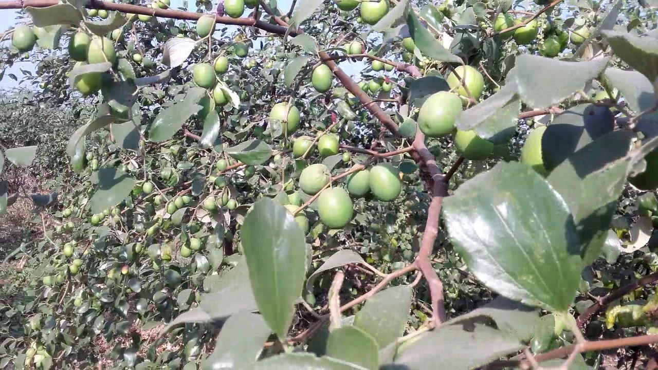 bare apple fruit