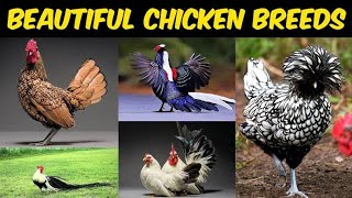 Top 12 Most Beautiful Chicken Breeds (2023)