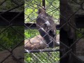 ニホンイヌワシ ファミリー 須坂市動物園 #zoo #birds