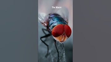 The macro lens_the macro_Lens-apexel.in 12-24x macro lens_macrophotography apexelindia #shorts