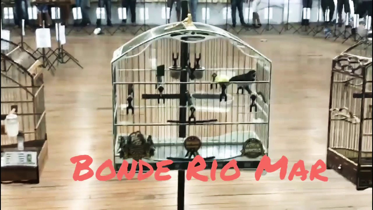 Coleiro RC 22 no nacional COBRAP 180 nos10 250 nos15 Bonde do Rio Mar