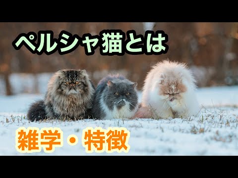 【猫】ペルシャ猫とは【雑学・特徴】Persian cat