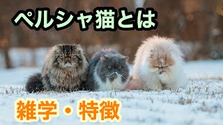 【猫】ペルシャ猫とは【雑学・特徴】Persian cat by たにんごch 2,838 views 1 year ago 10 minutes, 39 seconds