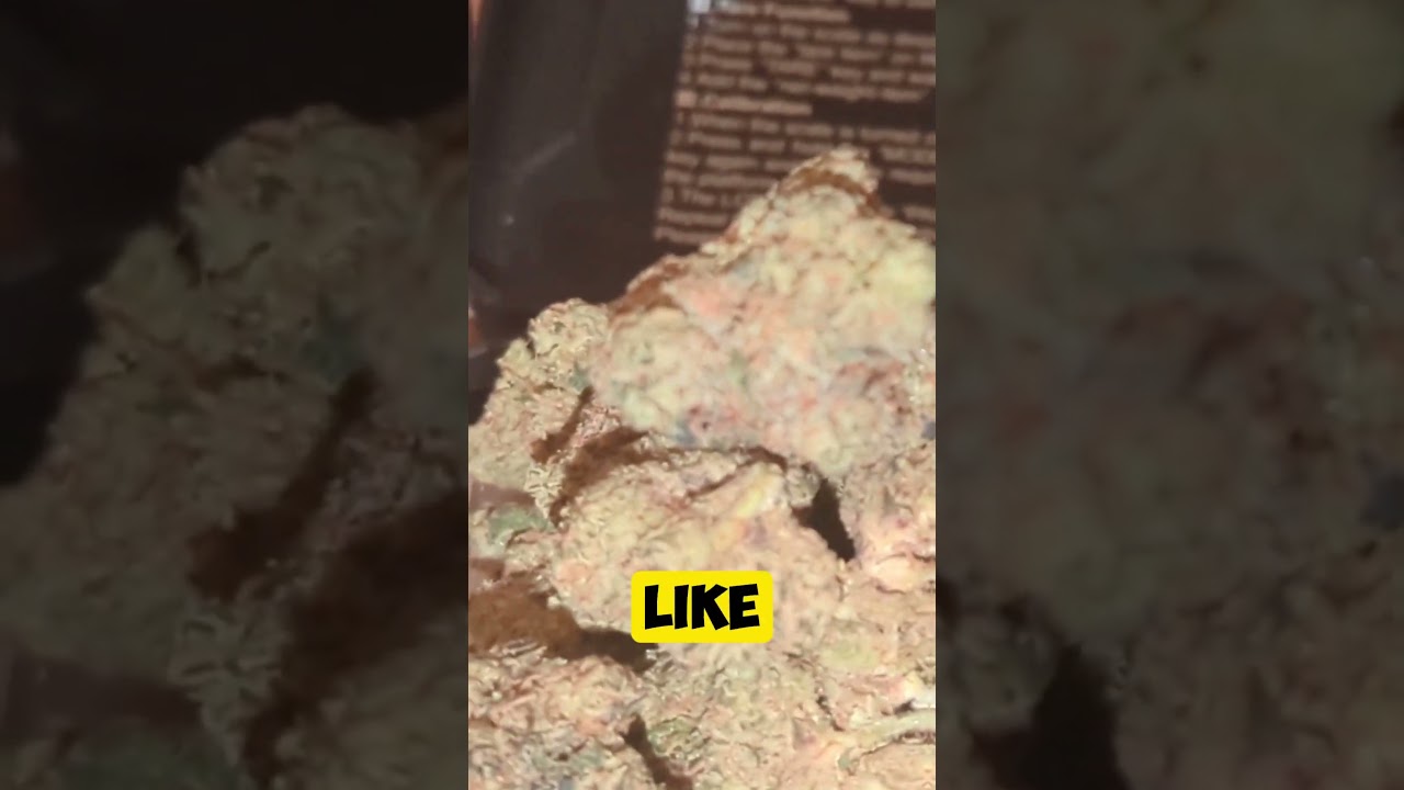 Sudz by 4C Labs | FIRST IMPRESSIONS | 🌿🧼