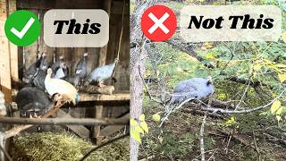 Stop Losing Your Guineas! How to Coop Train Guinea Fowl
