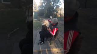 Staffordshire Bull Terrier Kissing Husky