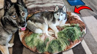 My Dog LOVES This Soft, Cozy, Calming Dog Bed! screenshot 4