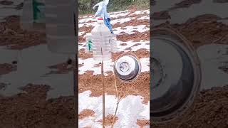 A simple and innovative tool made by farmers to repel bird pests in rice fields #satisfying #shorts