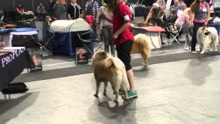 Nationale Hundeausstellung Bremen 2.8.15  Video-Zusammenschnitt