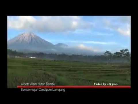 Wisata Hutan Bambu Sumbermujur Candipuro Lumajang Youtube Wisata Hutan Bambu Sumbermujur Candipuro Lumajang Youtube