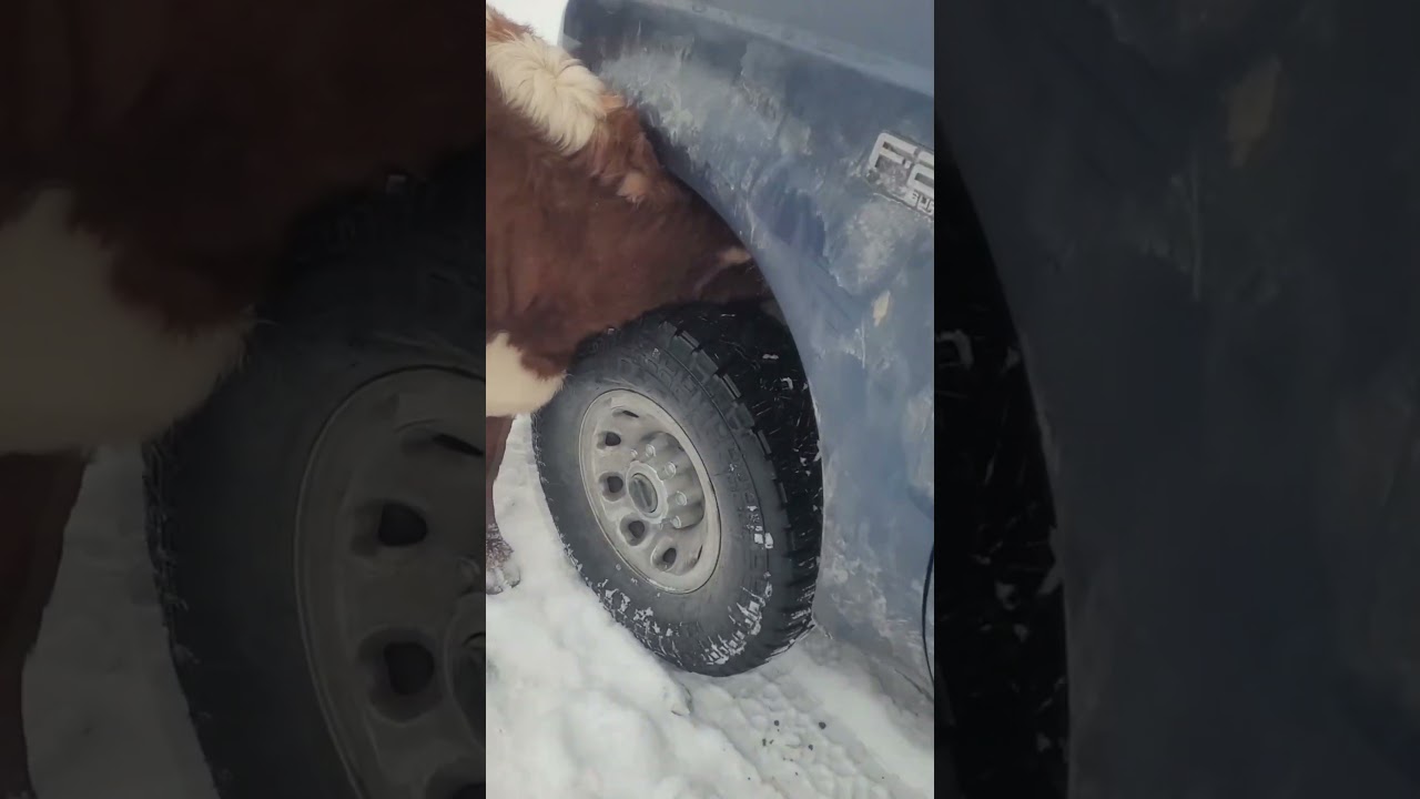 бешенная корова /mad cow