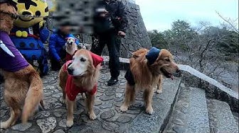 忍者犬 Youtube 忍者犬 Youtube