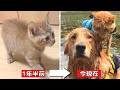 ゴールデンと一緒に育った子猫が約1年半後にこうなったw