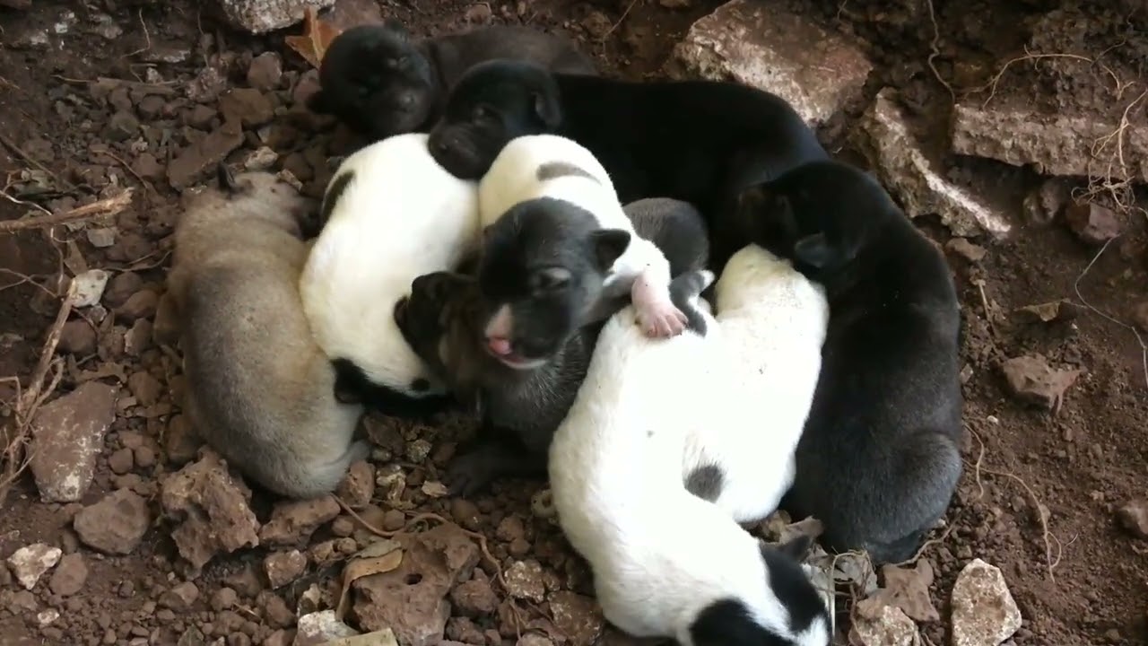 The puppies were born one day ago and are still together 69