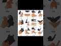 Shadow puppets #short video