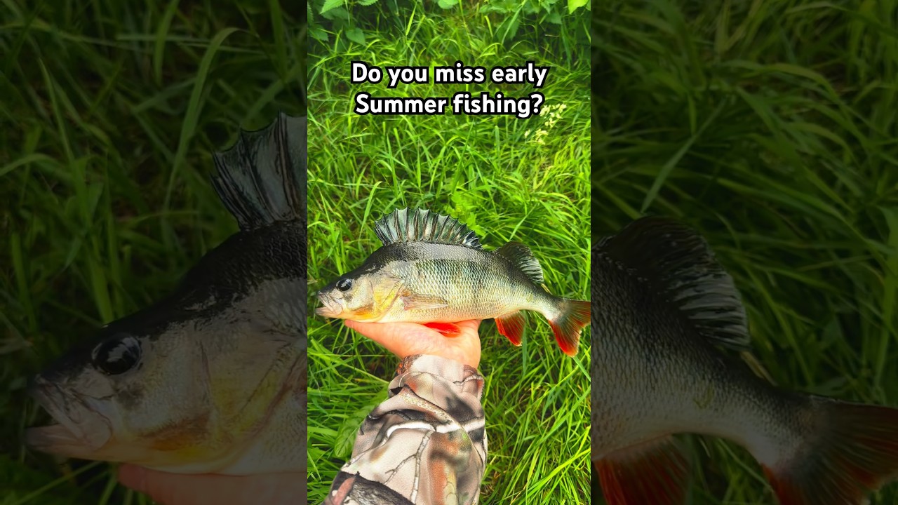 Do you miss early summer fishing? 