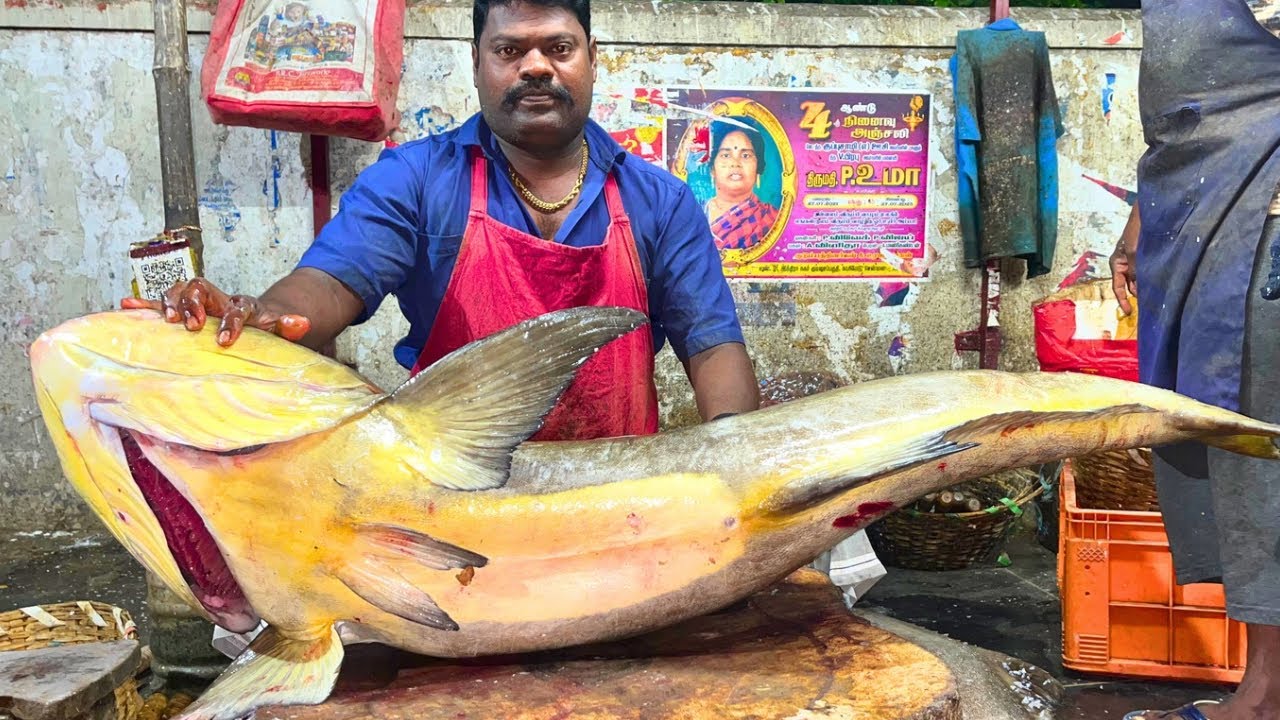 KASIMEDU 🔥 SPEED SELVAM | GIANT KADAVARA FISH CUTTING VIDEO | FF CUTTING 🔪